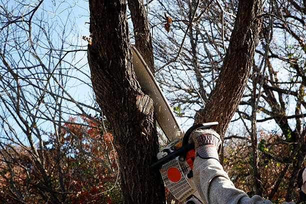 Professional Tree Care in Park Ridge, NJ